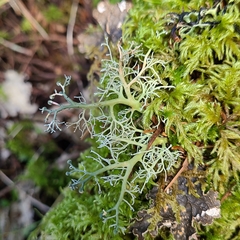 Sphaerophorus venerabilis