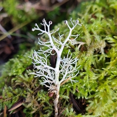 Sphaerophorus venerabilis