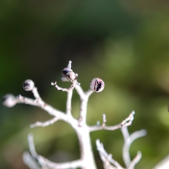 Sphaerophorus venerabilis