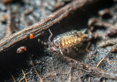 Styloniscus