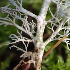 Sphaerophorus venerabilis