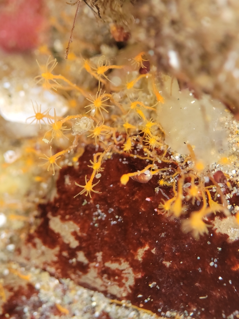 orange hydroid