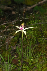 Caladenia colorata