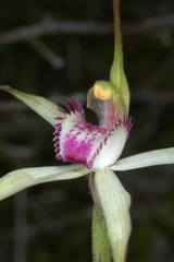 Caladenia colorata