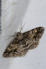 Alcis taiwanovariegata