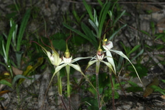 Caladenia colorata