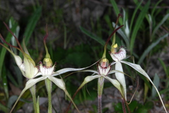 Caladenia colorata