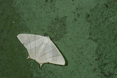 Ourapteryx pallidula