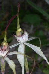 Caladenia colorata