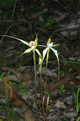Caladenia colorata