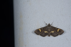 Syngamia falsidicalis