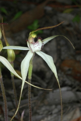 Caladenia colorata