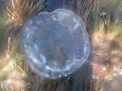 Chrysaora fuscescens