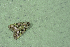 Euplexidia angusta