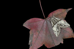 Phalerodonta manleyi