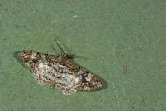 Alcis admissaria