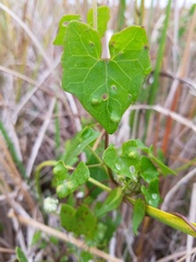 Puccinia spegazzinii