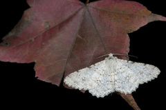 Lassaba parvalbidaria