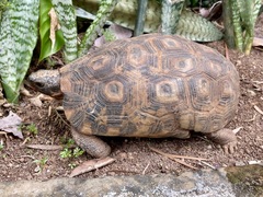 Kinixys belliana