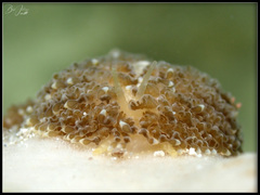Phestilla lugubris