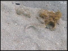 Valenciennea longipinnis