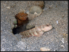 Cryptocentrus leptocephalus