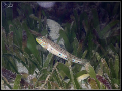 Valenciennea longipinnis