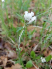 Antennaria parlinii fallax
