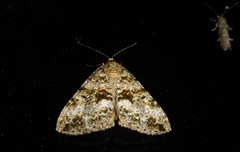 Pseudocoremia lactiflua