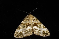 Pseudocoremia lactiflua