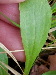 Antennaria parlinii fallax
