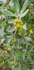 Arbutus unedo