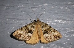 Pseudocoremia lactiflua