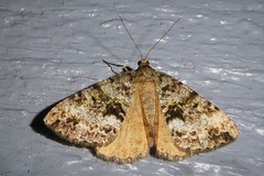 Pseudocoremia lactiflua