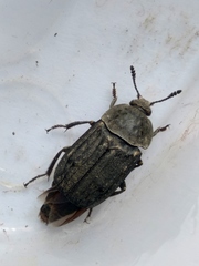 Thanatophilus sinuatus