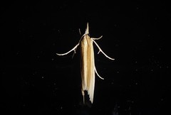 Orocrambus angustipennis