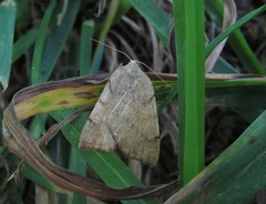 Sestra humeraria