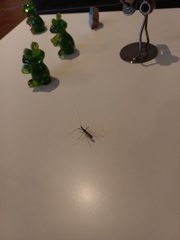 Reduviidae