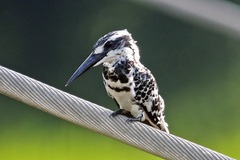 Ceryle rudis leucomelanurus