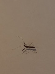 Reduviidae