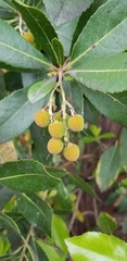 Arbutus unedo