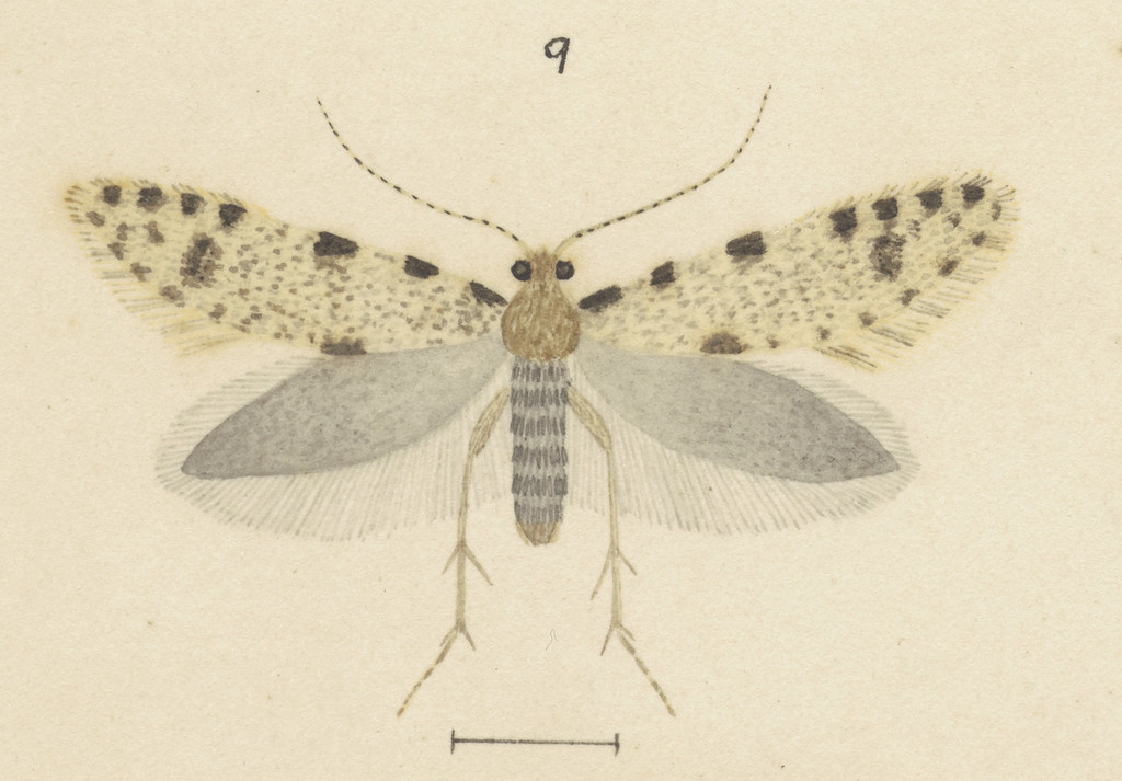 Reductoderces cawthronella