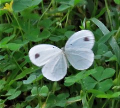Leptosia alcesta