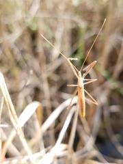 Doldina interjungens