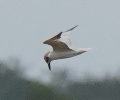 Gelochelidon nilotica