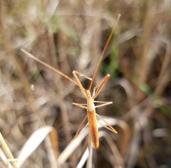 Doldina interjungens