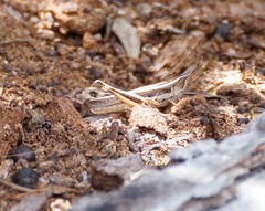 Macrotona securiformis