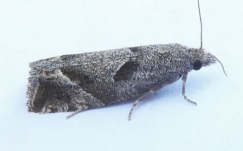 Pelochrista corosana