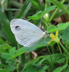 Leptosia alcesta