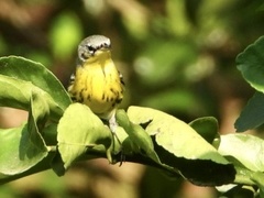Setophaga magnolia